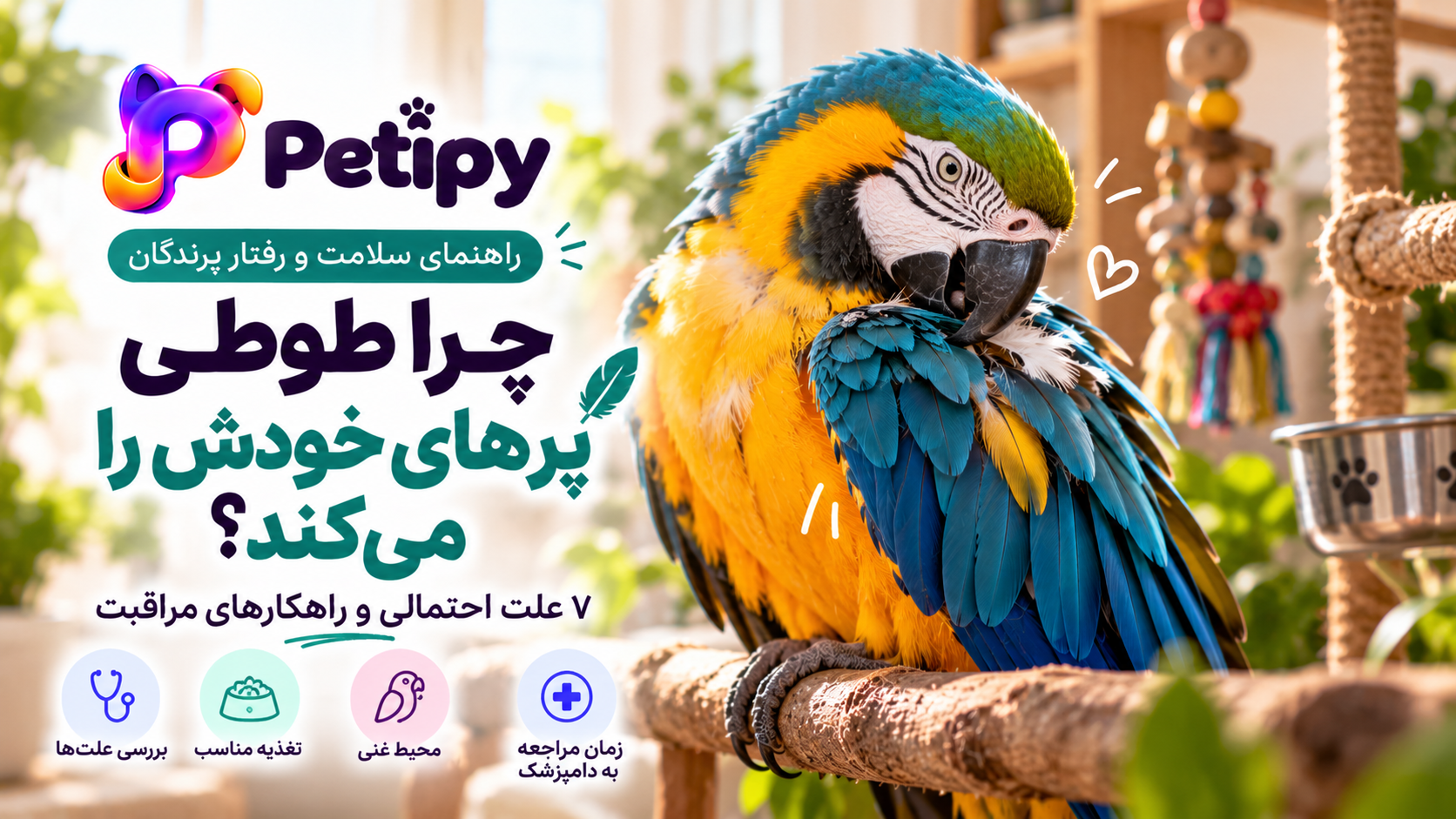 طوطی در حال مرتب کردن پرهای بدن خود روی نشیمنگاه در محیط خانگی