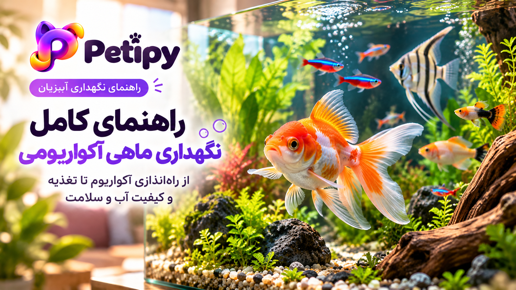 راهنمای نگهداری ماهی آکواریومی؛ کیفیت آب و تغذیه